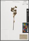 Foto von Salix phylicifolia L.